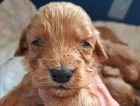 puppy