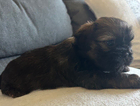 puppy