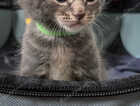 Kitten