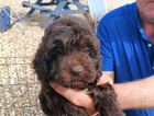 puppy