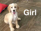 Puppy
