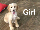 puppy