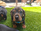 puppy  (mr light...