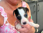 Puppy