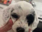 Puppy