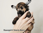 rawspirit storm...