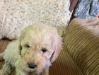 puppy