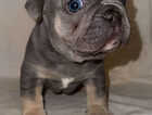 Puppy