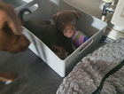 puppy