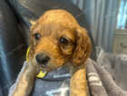Puppy