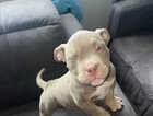 Puppy