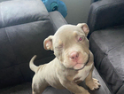 puppy