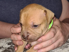 puppy