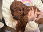 Puppy