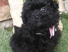 Puppy
