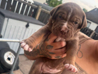 puppy
