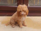 Puppy