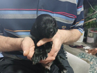 puppy