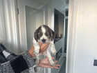 Puppy