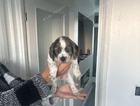 puppy
