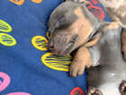 Puppy