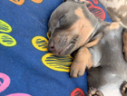 puppy