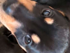 puppy