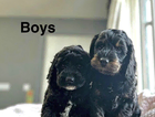 puppy