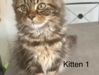 kitten