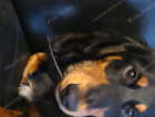 Puppy