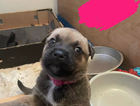 puppy