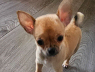 puppy
