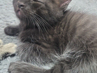 kitten