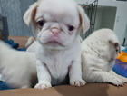 puppy