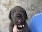 Puppy