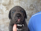 puppy