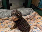 Puppy
