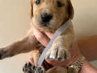 Puppy