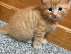 kitten