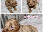 athena