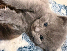 kitten