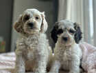 Puppy