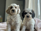 puppy