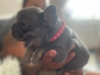 pepper