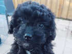 Puppy