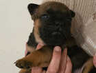 Puppy