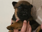 puppy
