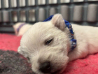 puppy