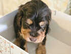 Puppy