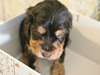 puppy